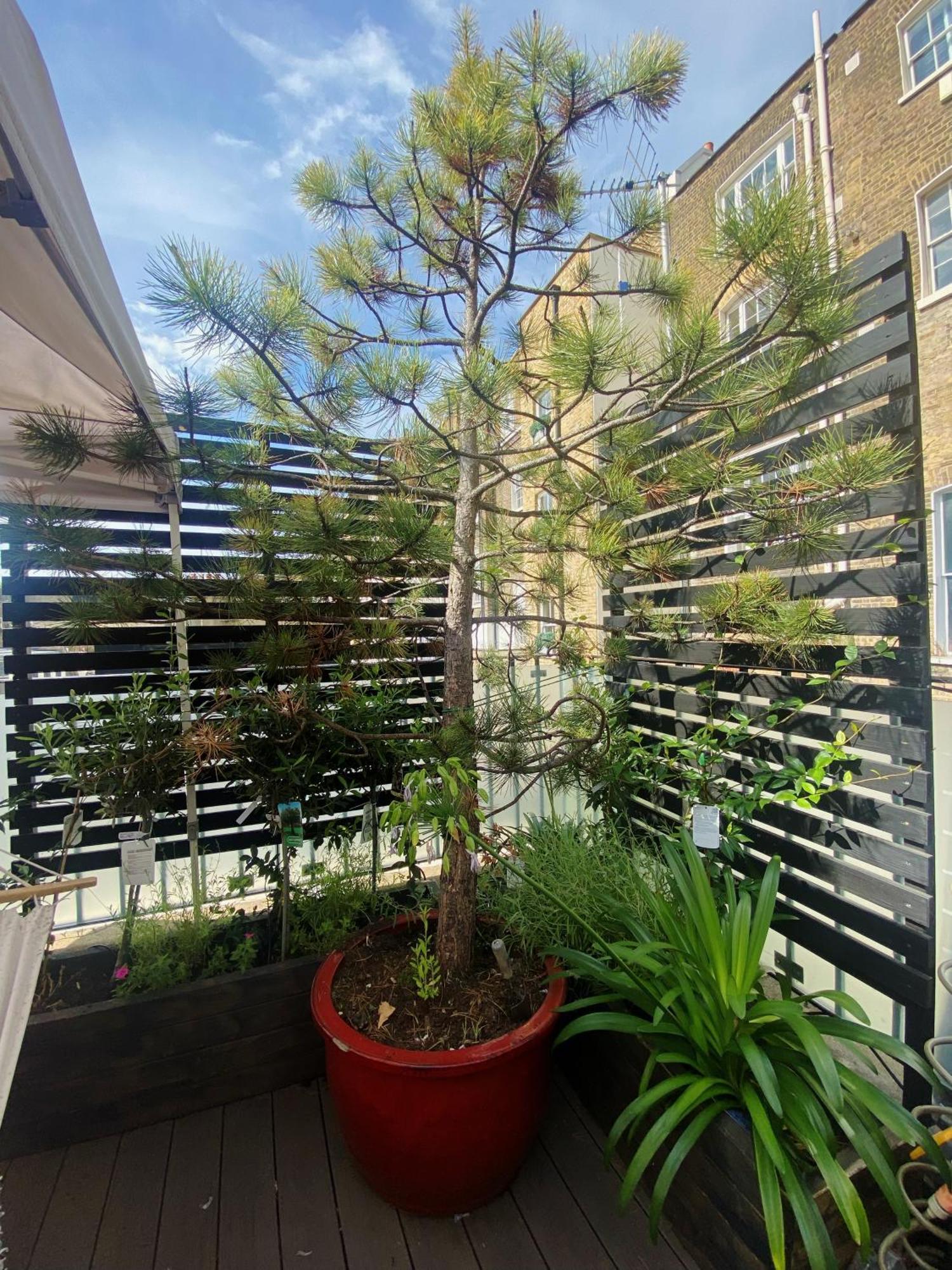 ロンドン Luxury Belgrave Square Private Mews Townhouseヴィラ エクステリア 写真